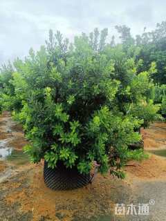 冠幅150厘米杨梅球