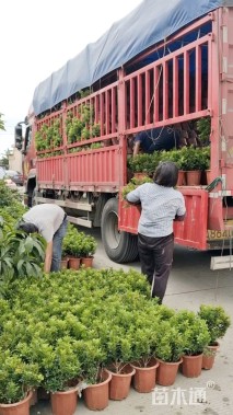 高度25厘米米兰