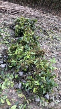 30厘米常春油麻藤