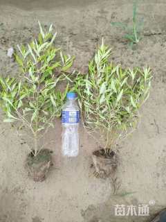 高度40厘米金叶莸