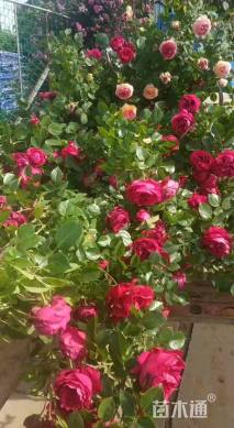 150厘米藤本月季