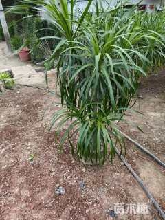 高度150厘米龙血树