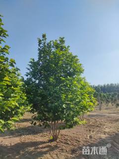 高度300厘米丛生玉兰