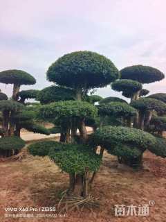 30公分对节白蜡