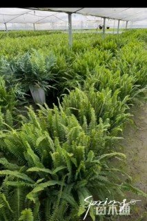 高度50厘米肾蕨