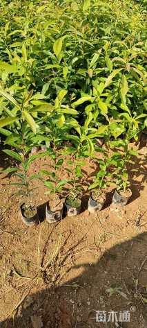 高度20厘米木荷小苗