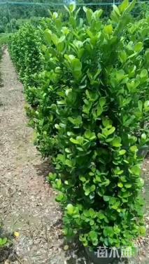 高度140厘米火山榕