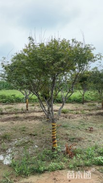 10公分日本红枫-红舞姬