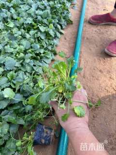 高度14厘米大滨菊