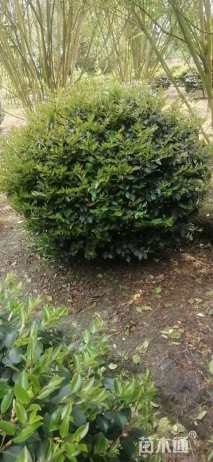 冠幅60厘米茶梅球