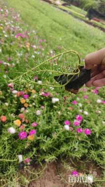 高度20厘米马齿苋