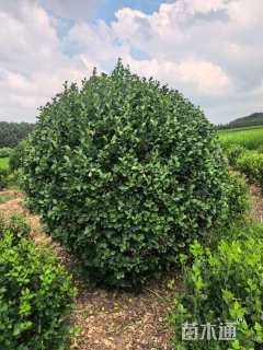 冠幅150厘米卫矛球