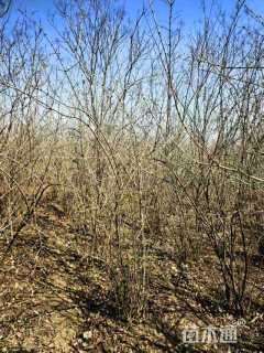 高度280厘米丛生金银木