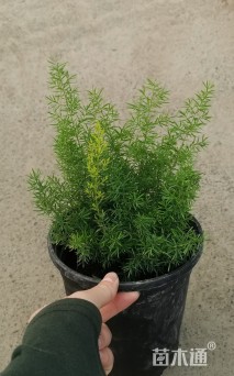 高度20厘米狐尾天门冬