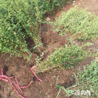 高度40厘米火棘