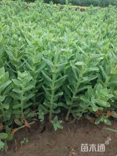 高度20厘米八宝景天