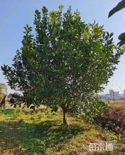 12公分(5杆)丛生香泡