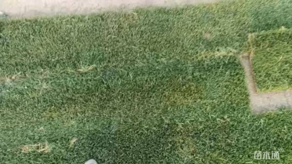 草毯状百慕大草