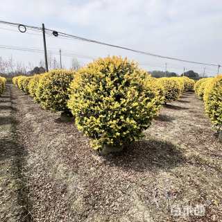 冠幅100厘米金禾女贞球