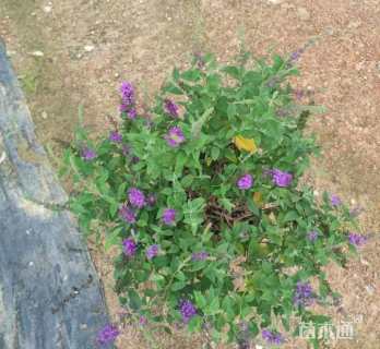 高度40厘米大叶醉鱼草