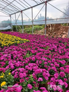 高度12厘米菊花