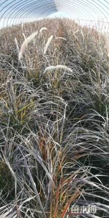 高度60厘米紫叶狼尾草