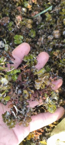 高度10厘米菱角