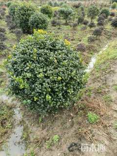 冠幅120厘米无刺枸骨球