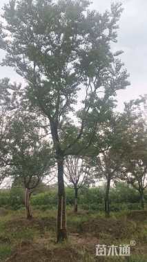 29公分朴树
