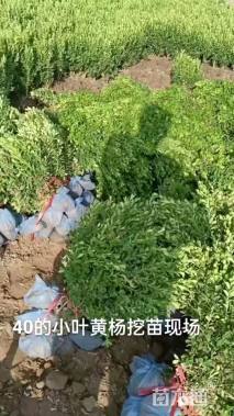 高度60厘米瓜子黄杨