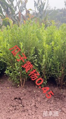 高度45厘米瓜子黄杨