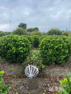 冠幅200厘米金森女贞球