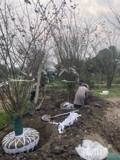 15公分垂丝海棠