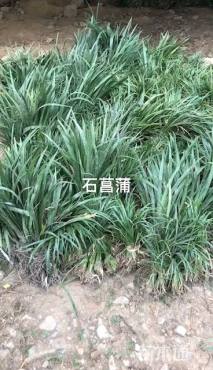 高度30厘米花叶菖蒲