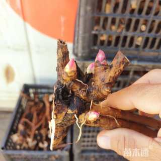 高度60厘米芍药