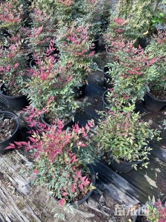 高度45厘米南天竹