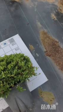 高度35厘米冬青先令球