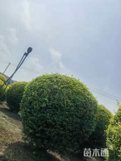 冠幅180厘米金禾女贞球