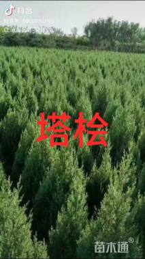 高度80厘米塔桧