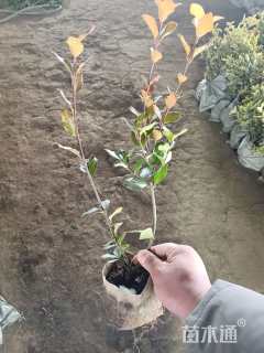 高度40厘米卫矛小苗