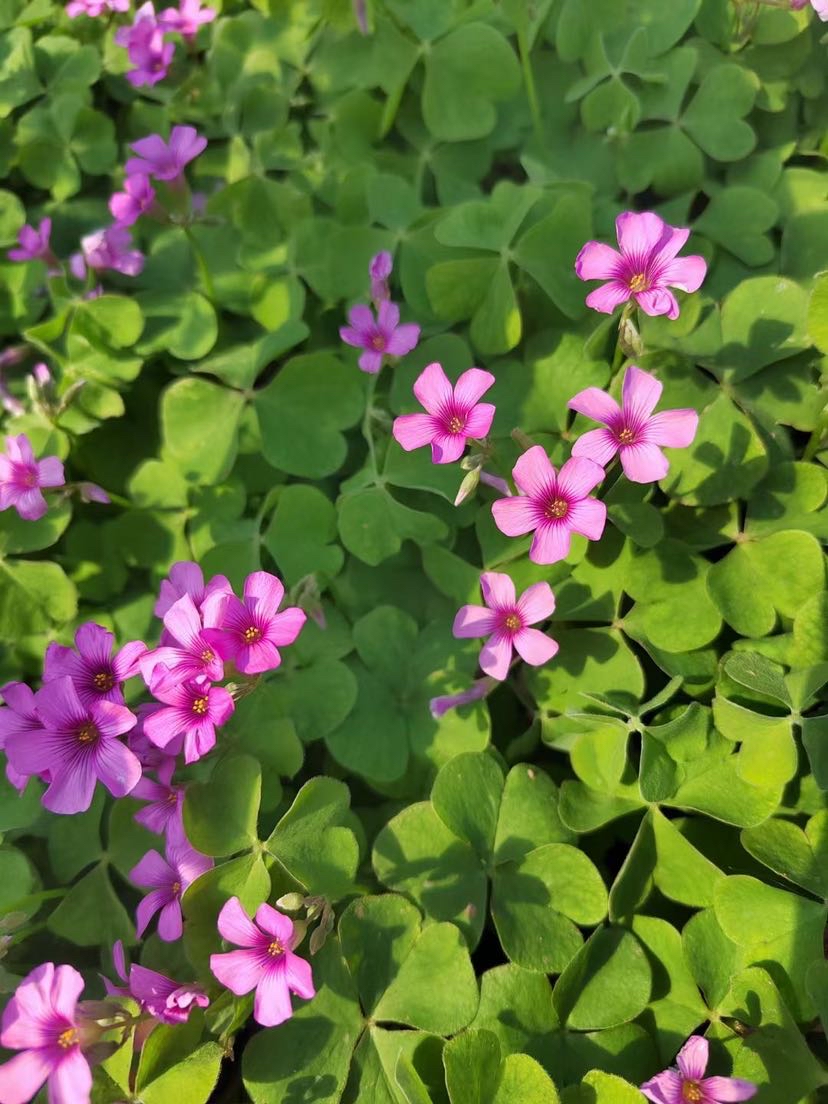 高度30厘米翠菊