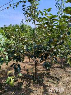 高度250厘米阳丰甜柿