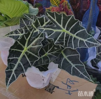 高度20厘米海芋