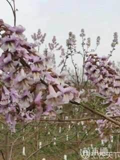 20公分紫花泡桐