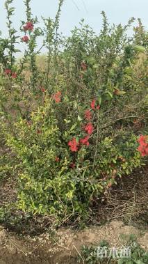 高度150厘米贴梗海棠