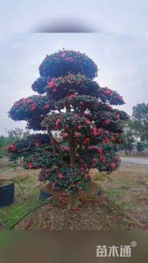 高度680厘米茶梅