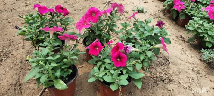 高度15厘米垂钓牵牛