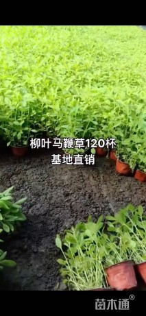 高度15厘米柳叶马鞭草