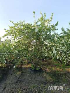 高度450厘米中华木绣球