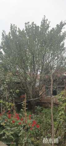 22公分八棱海棠